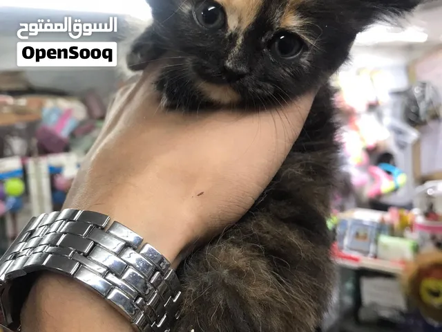طفره من نوادر القطط بيرشن شانشيلا كاليكو حجم ميني عمر 50يوم بصحه ممتازه وجاهزه لبيتها الجديد