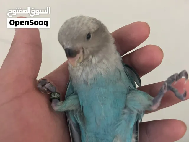 ما ما شاء الله تبارك الرحمن للبيع فرخ روز أوبلاين تركواز بلون مميز جدا ريشه كامل ونظيف وصحته ممتازه