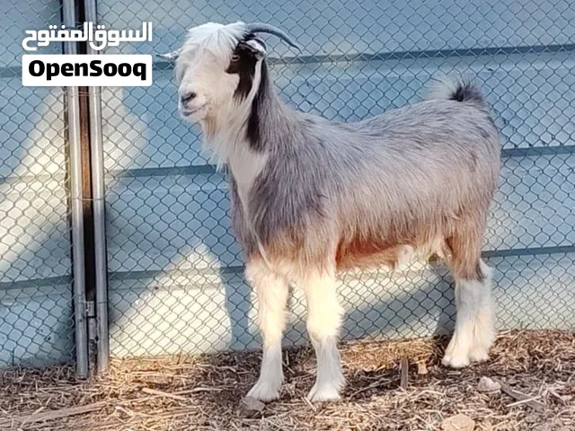 شاه للبيع .....