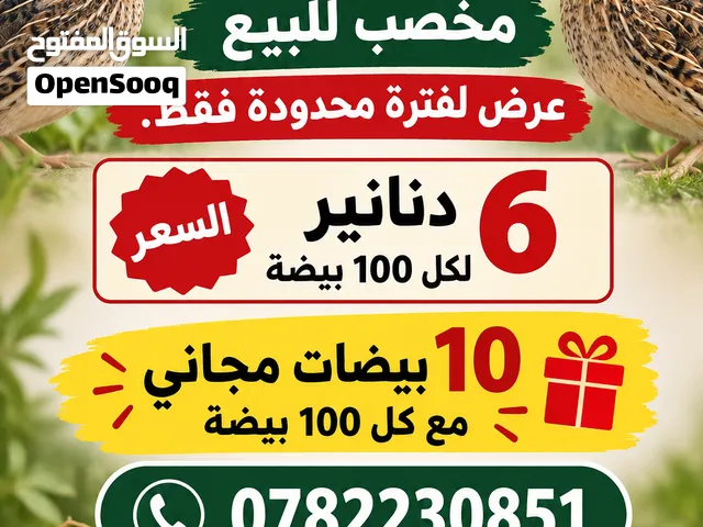متوفر بيض سمان فري للبيع