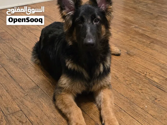 جرو جيرمان شيبرد للبيع