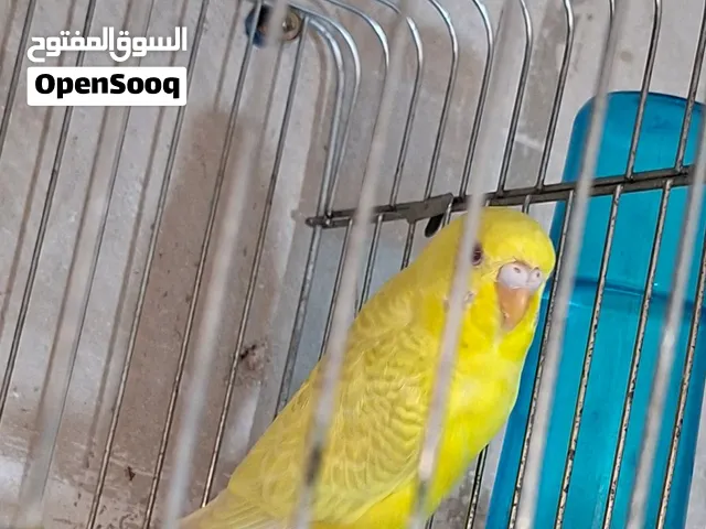 جوز طيور حب شغال مع قفص بسعر مغري