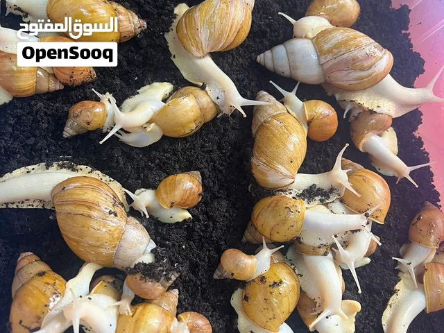 حلزون افريقي