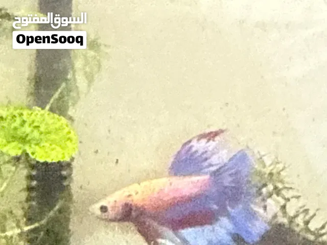 Male Betta fish