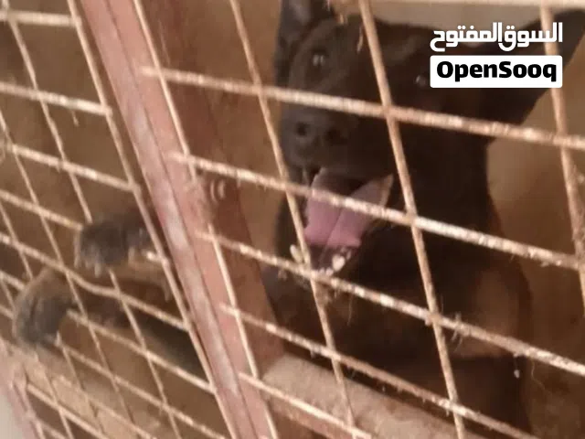 ذكر وانتى ملينوا للكسبه