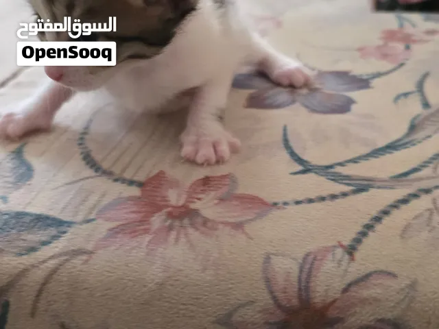 نحتاج شخص عنده قطه مرضعه لتبني 5 كتن في عنيزة ماتت امهم
