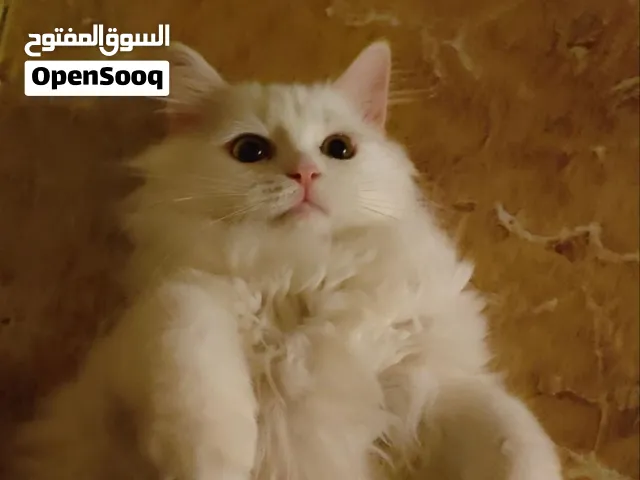 ذكر شيرازي