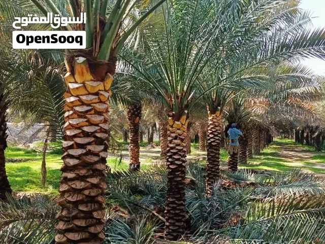 نخلة التمر أشجار نخيل التمر للبيع في الإمارات مع التوصيل والزراعة Date Palm Trees for Sale
