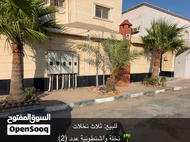 ثلاث نخلات للبيع ب200ریال ريال الدمام
