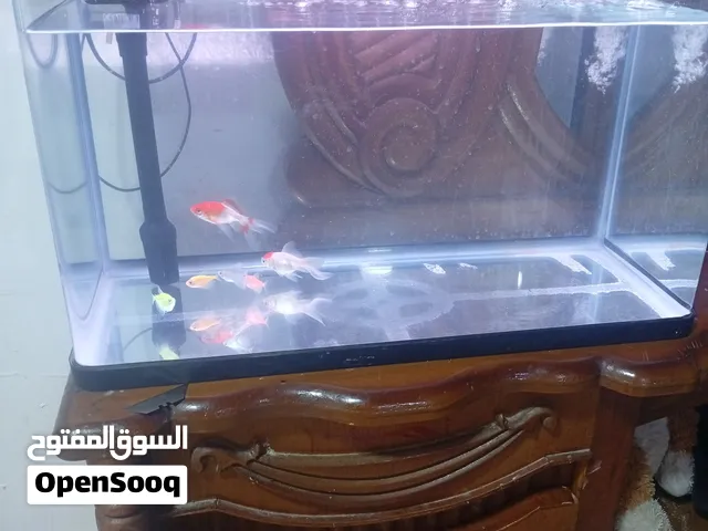 بصره ابي الخصيب