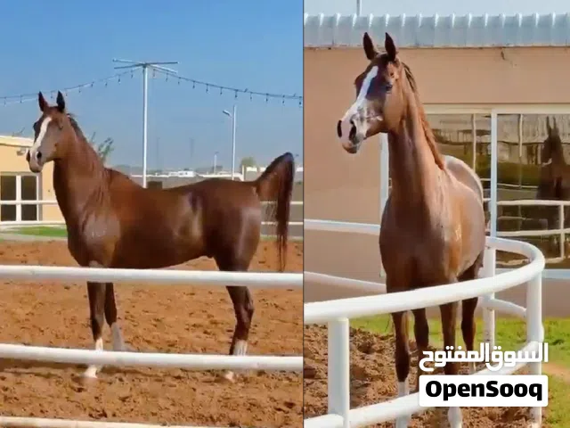 Anglo-Arabic Horse (Gelding)