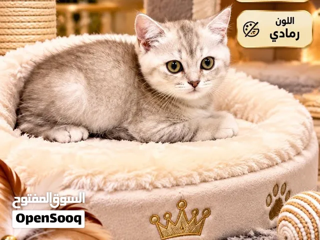 Scottish straight 2 months old for sale