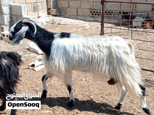 معز نخب النخب سوووووبر طراز اول بضاعه عز المقنوي طيبات بالحبيب سوبر السوبر