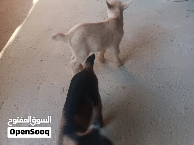للبيع ماعز القزم