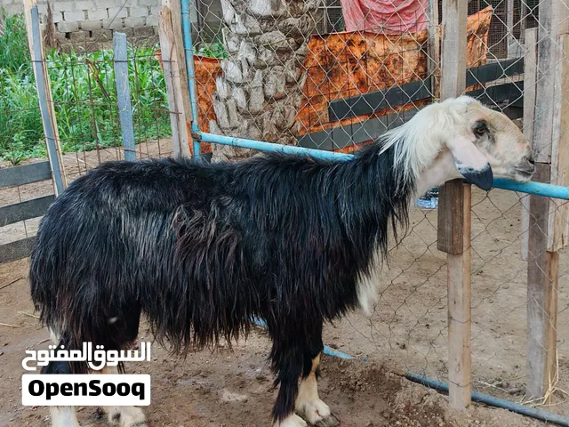 للبيع فقط جعد وغنم وفحول الصور واضحه تواصل واتساب للجادين فقط وصل وعاين واذا تبا نقل اختار وتواصل