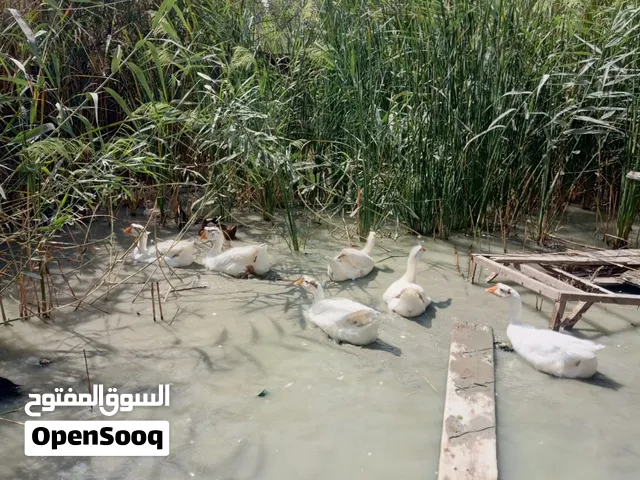 بط خشنات للبيع مع خضيري بري