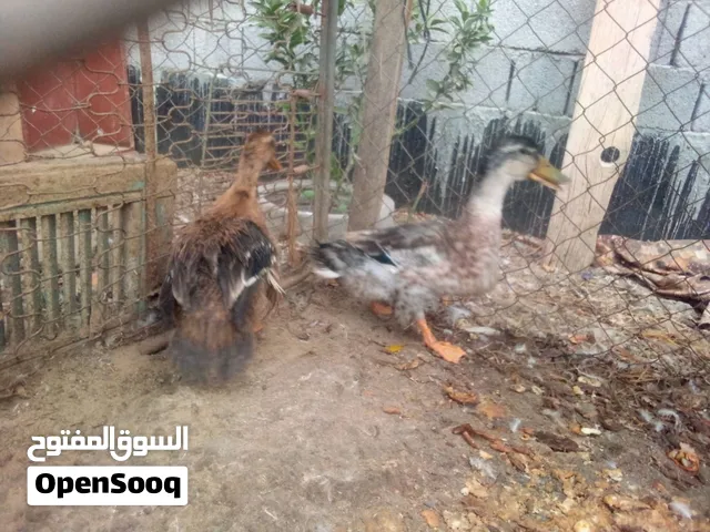 ديك رومي وبط زوز و فرعوني الله يبارك
