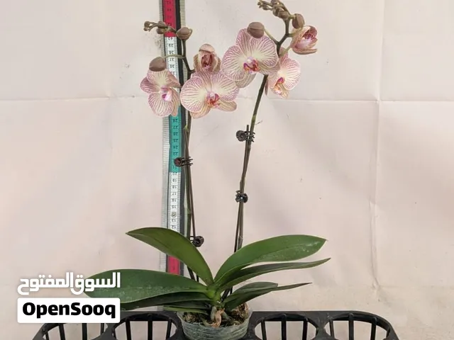 Beautiful Orchid Plant with Ceramic Pot – Indoor Flowering Plant
