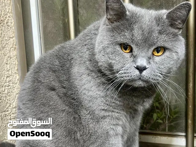 قطط للتبني  نبحث عن بيوت حنونه لقلوب صغيرة