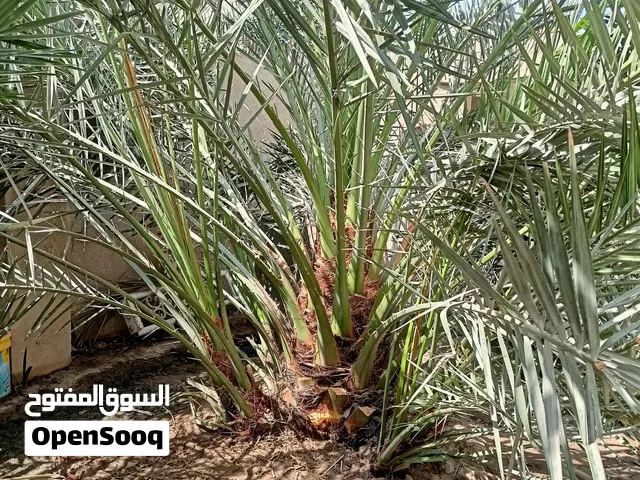 فسائل نخيل للبيع . شرط جذور كبيره وكثيفه.