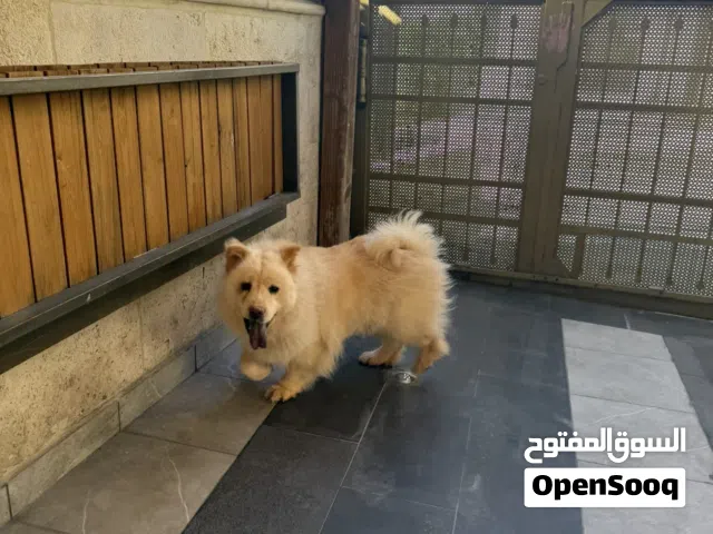 كلب تشاو تشاو بنت و ولد للبيع قابل للتفاوض