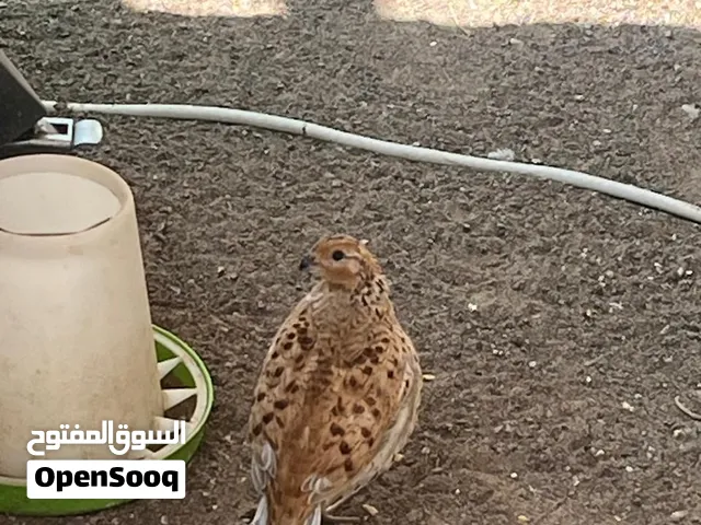 بوب وايد اللون واظح في الفيديو