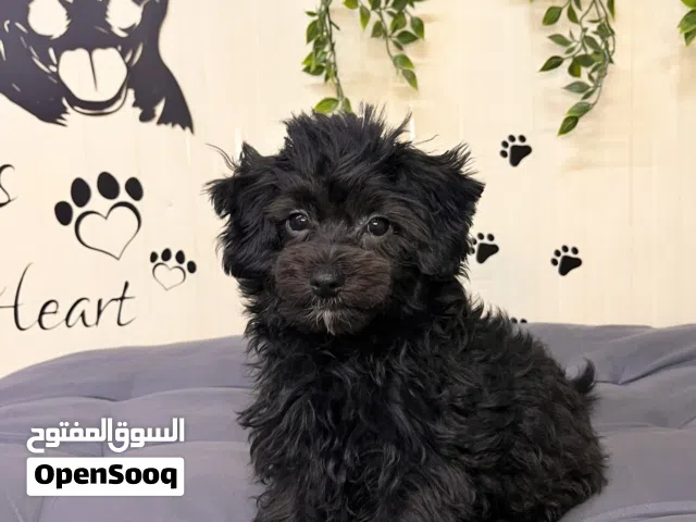 توي بودل toy poodle