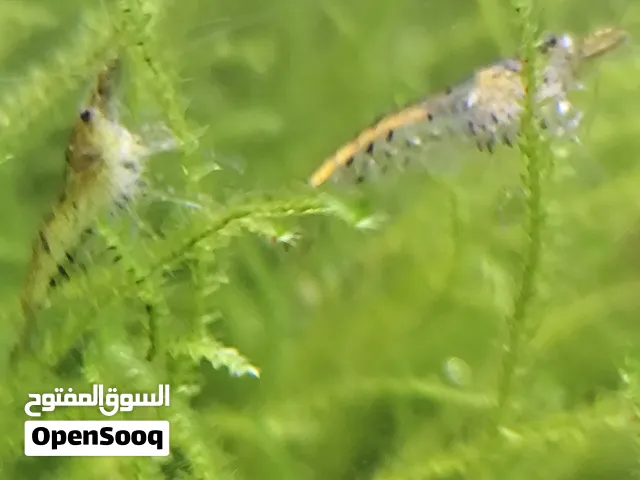 Wild Neocardinias Shrimp for sale