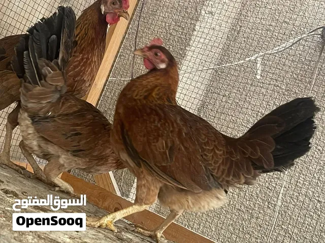 3 دجاجات فريات بياضات صحه فول ب65