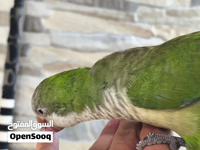ببغاء كويكر اليف