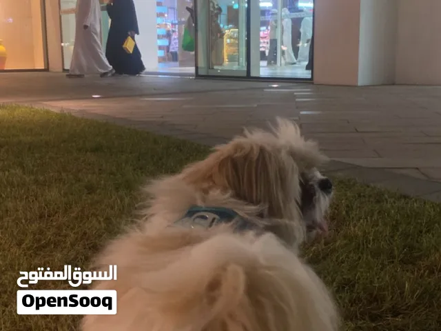 كلب للبيع ب اقل الاسعار 2700درهم وقابل للتفاوض
