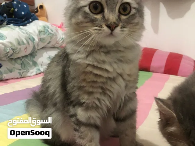 PERSIAN KITTENS FOR SALE