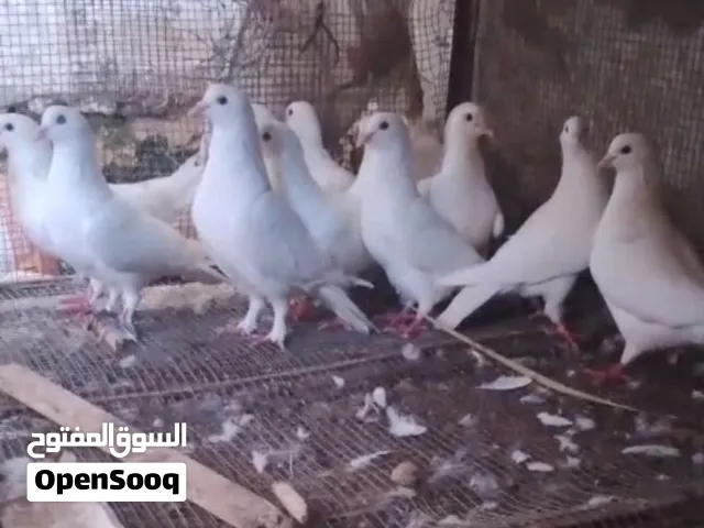 حمام مشكل صلاة النبي حبات صافي صحة ولون