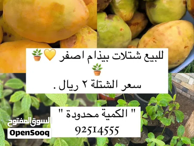 بيذام اصفر