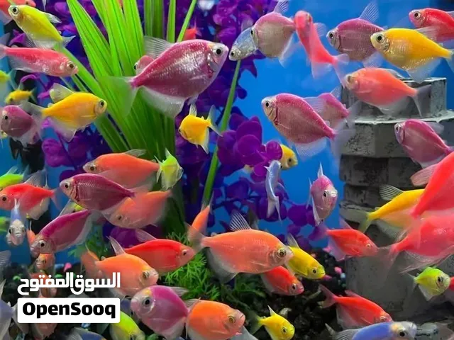 اسماك سكيرت تترا