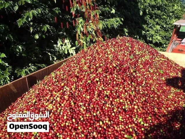 Premium Arabica and Robusta Coffee Beans – Available for Sale