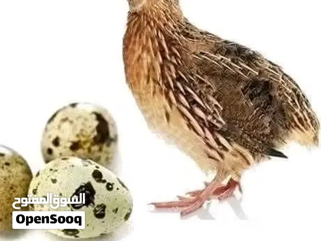 مطلوب سمان
