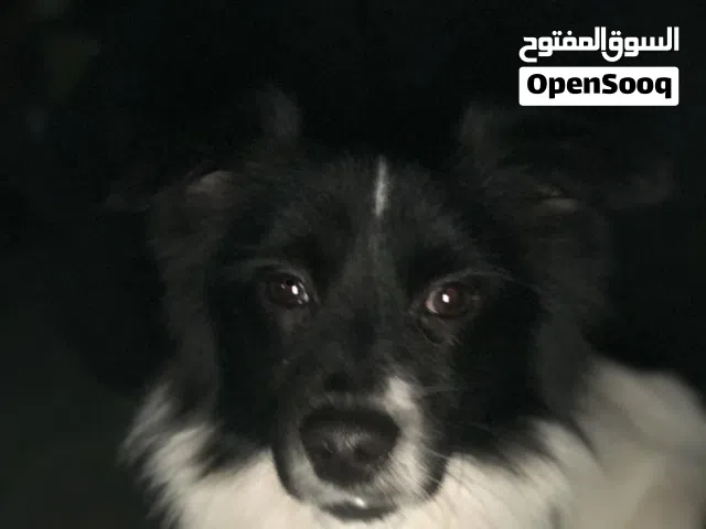 كلب لولو عمر2سنه وبنته للبيع عمر 7شهور