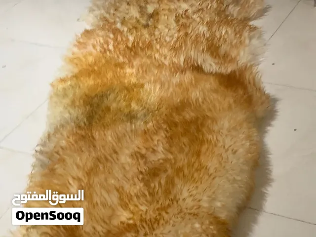 جاعد / فروه السيارات