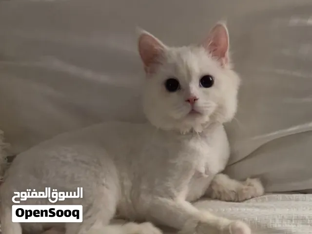 Female Cat For Adoption