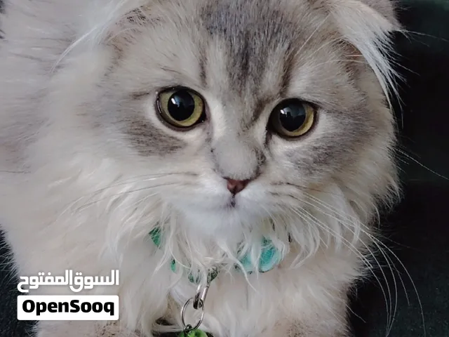 قطة أنثى عمر تسعه شهور مع دفتر مطاعيم
