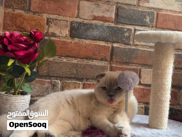 سكوتش دبل فولد بيور