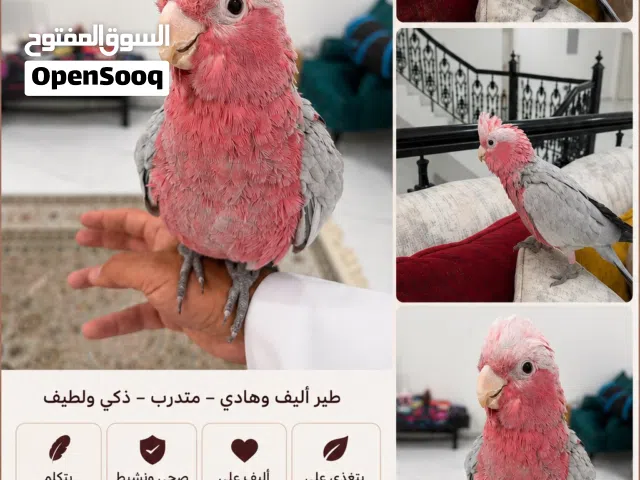 للبيع ببغاء جالا (Galah Cockatoo) أليف مع القف