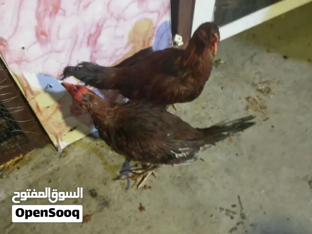 دجاج هندي هراتي ديج 50 دجاجات واحده 25