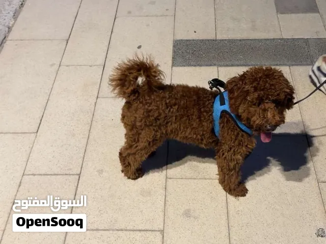 Toy Poodle توي بودل