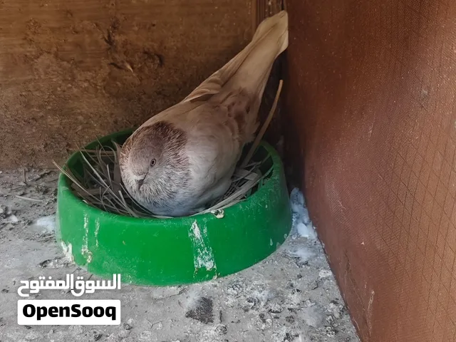 عرايس وزوج تور