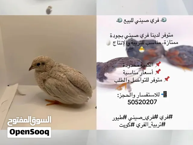 فري صيني وتكساس وفروخ وبيض للبيع
