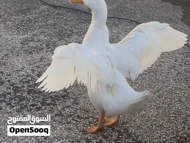 بطة بكيني للبيع