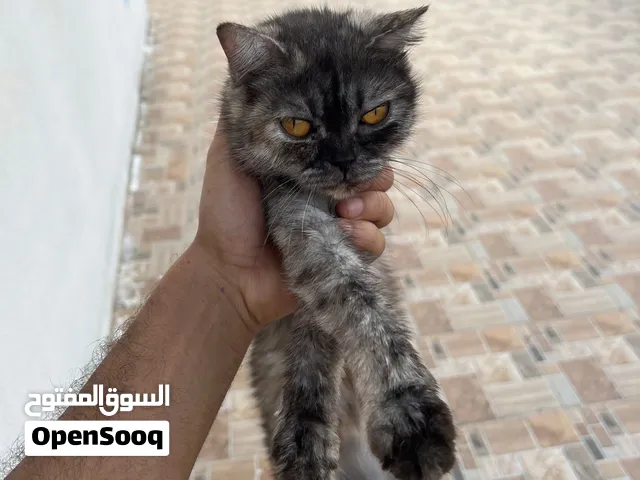 للبيع سنوره واولدها 3