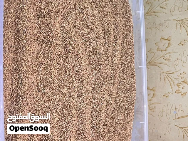 بذر قت او برسيم انتاج عماني